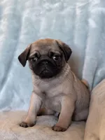 Dylan, a male Pug for sale in Brodhead, WI – Photo 2 of 5