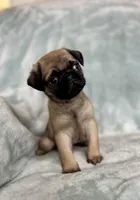 Dylan, a male Pug for sale in Brodhead, WI – Photo 2 of 2