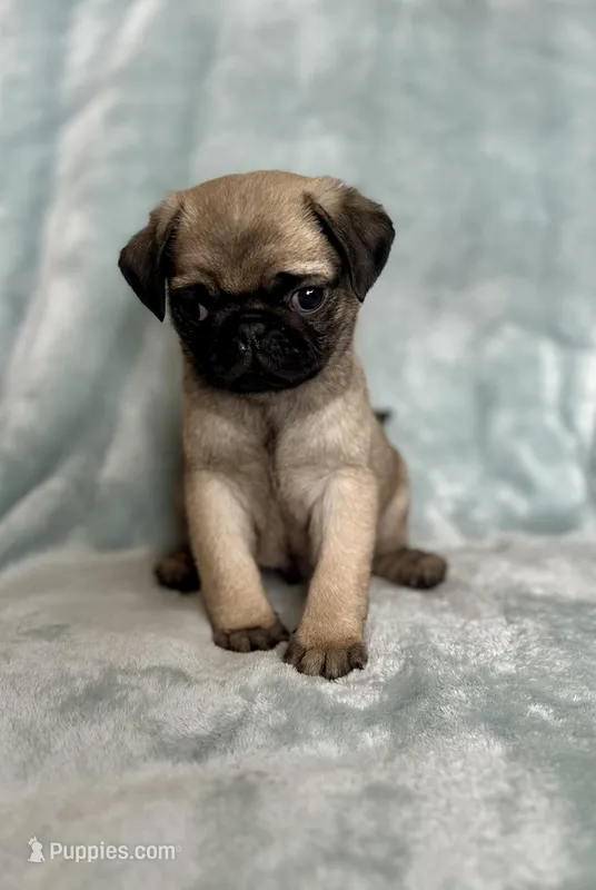 Dylan – Pug puppy for sale in Brodhead, WI