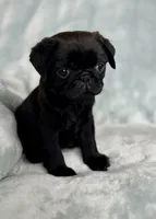 Dyson, a male Pug for sale in Brodhead, WI – Photo 3 of 3