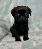 Dyson, a male Pug for sale in Brodhead, WI – Photo 2 of 3