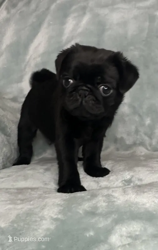 Dyson – Pug puppy for sale in Brodhead, WI
