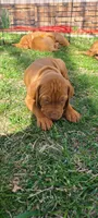 Orange male, a male Vizsla for sale in Vale, OR – Photo 6 of 8