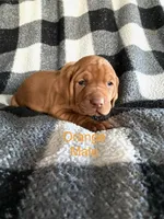 Orange male, a male Vizsla for sale in Vale, OR – Photo 5 of 8