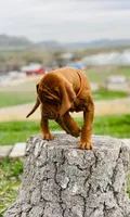 Orange male, a male Vizsla for sale in Vale, OR – Photo 2 of 8
