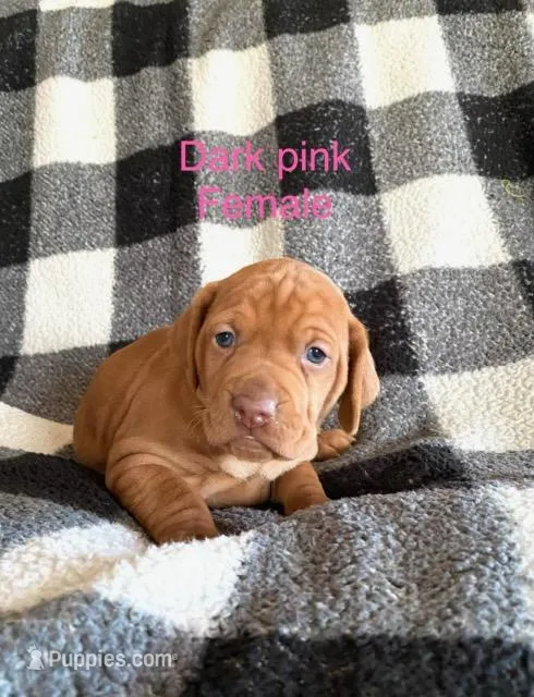 Pink Girl – Vizsla puppy for sale in Vale, OR