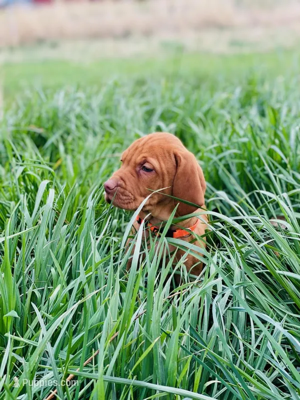 Orange male – Vizsla puppy for sale in Vale, OR
