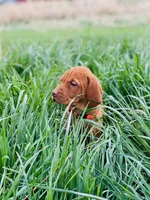 Orange male, a male Vizsla for sale in Vale, OR – Photo 1 of 8