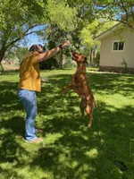 Orange male, a male Vizsla for sale in Vale, OR – Photo 7 of 8