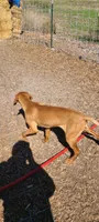 Copper, a male Vizsla for sale in Vale, OR – Photo 3 of 4