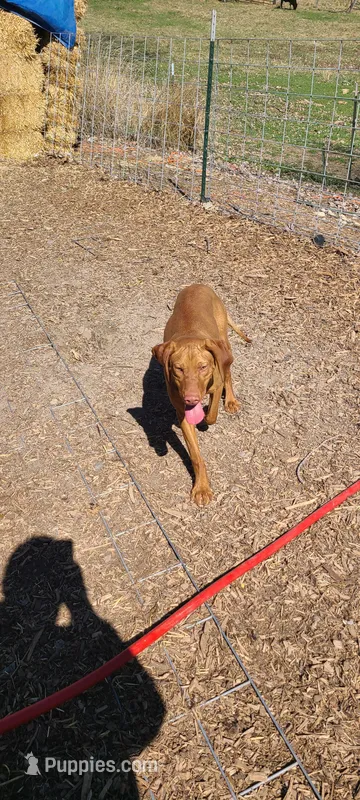 Copper – Vizsla puppy for sale in Vale, OR