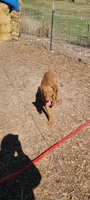 Copper, a male Vizsla for sale in Vale, OR – Photo 1 of 4