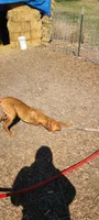 Copper, a male Vizsla for sale in Vale, OR – Photo 4 of 4
