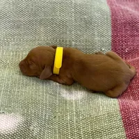 Teal Girl, a female Vizsla for sale in Vale, OR – Photo 2 of 6