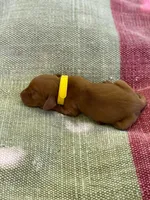 Yellow Girl, a female Vizsla for sale in Vale, OR – Photo 1 of 5