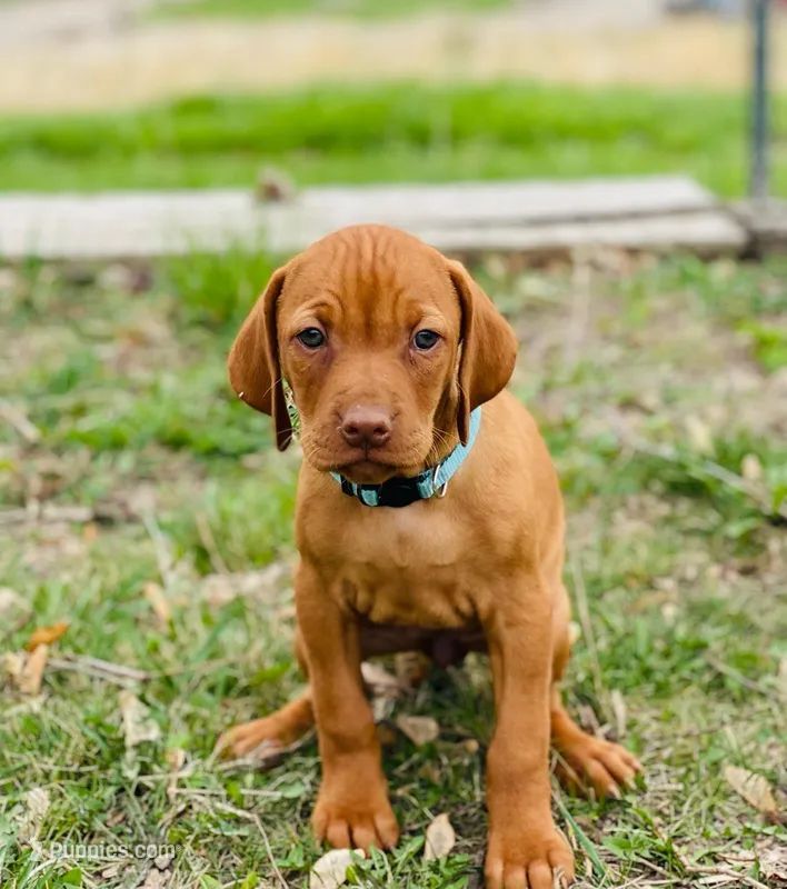 Teal Girl – Vizsla puppy for sale in Vale, OR