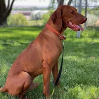 Teal Girl, a female Vizsla for sale in Vale, OR – Photo 4 of 6