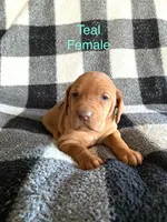 Teal Girl, a female Vizsla for sale in Vale, OR – Photo 1 of 6