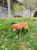 Teal Girl, a female Vizsla for sale in Vale, OR – Photo 2 of 9