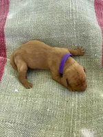 Purple Girl, a female Vizsla for sale in Vale, OR – Photo 1 of 5
