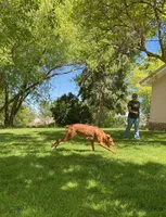 Purple Girl, a female Vizsla for sale in Vale, OR – Photo 5 of 5