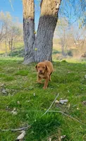 Red Girl, a female Vizsla for sale in Vale, OR – Photo 2 of 9
