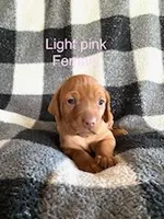 Red Girl, a female Vizsla for sale in Vale, OR – Photo 4 of 9