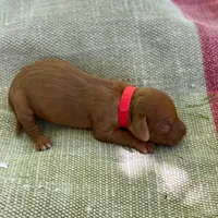 Red Girl, a female Vizsla for sale in Vale, OR – Photo 5 of 9