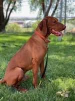 Red Girl, a female Vizsla for sale in Vale, OR – Photo 2 of 5
