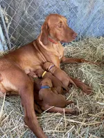 Red Girl, a female Vizsla for sale in Vale, OR – Photo 4 of 5