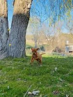 Red Girl, a female Vizsla for sale in Vale, OR – Photo 1 of 9