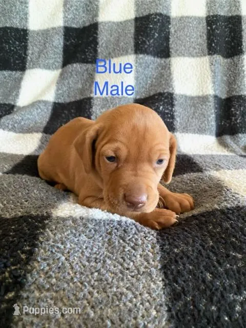Blue Boy – Vizsla puppy for sale in Vale, OR