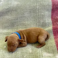 Blue Boy, a male Vizsla for sale in Vale, OR – Photo 5 of 9