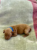 Blue Boy, a male Vizsla for sale in Vale, OR – Photo 1 of 5
