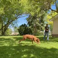 Blue Boy, a male Vizsla for sale in Vale, OR – Photo 9 of 9