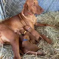 Blue Boy, a male Vizsla for sale in Vale, OR – Photo 6 of 9