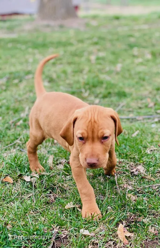Blue Boy – Vizsla puppy for sale in Vale, OR