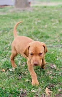 Blue Boy, a male Vizsla for sale in Vale, OR – Photo 1 of 9