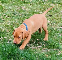 Blue Boy, a male Vizsla for sale in Vale, OR – Photo 2 of 9