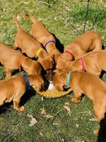 Blue Boy, a male Vizsla for sale in Vale, OR – Photo 3 of 9