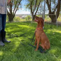Blue Boy, a male Vizsla for sale in Vale, OR – Photo 7 of 9