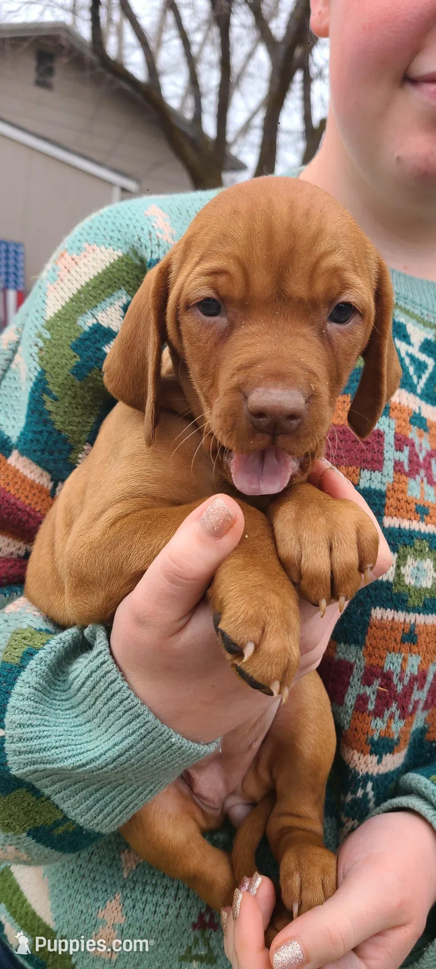 Orange male, a male Vizsla for sale in Vale, OR – Photo 3 of 8