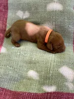 Orange Boy, a male Vizsla for sale in Vale, OR – Photo 1 of 5