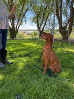 Orange Boy, a male Vizsla for sale in Vale, OR – Photo 2 of 5