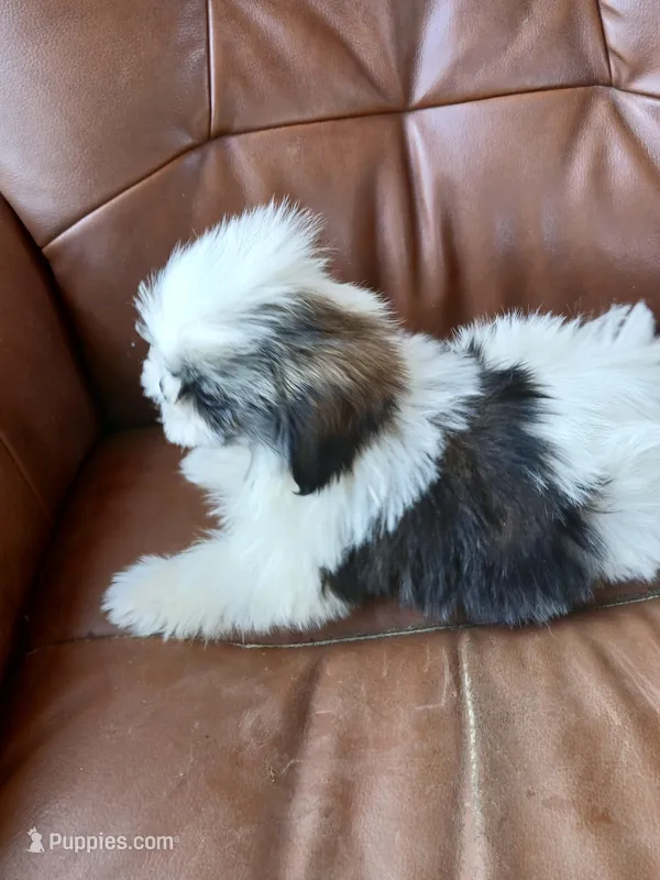 Tiny – Shih Tzu puppy for sale in Murphy, NC