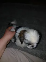 Tiny, a female Shih Tzu for sale in Murphy, NC – Photo 2 of 2