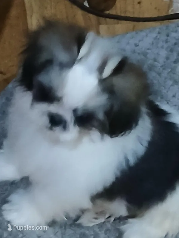 Tiny – Shih Tzu puppy for sale in Murphy, NC