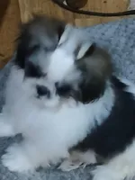 Tiny, a female Shih Tzu for sale in Murphy, NC – Photo 1 of 2