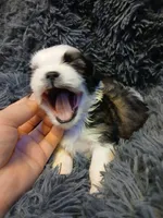 Dusty, a male Shih Tzu for sale in Murphy, NC – 5 of 5
