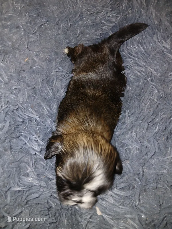 Bob – Shih Tzu puppy for sale in Murphy, NC